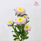 Aster Pink 翠菊 - (Per Bundle)