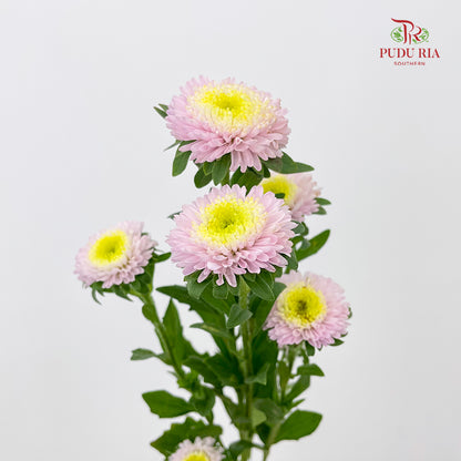 Aster 翠菊 Soft Pink - (Per Bundle)
