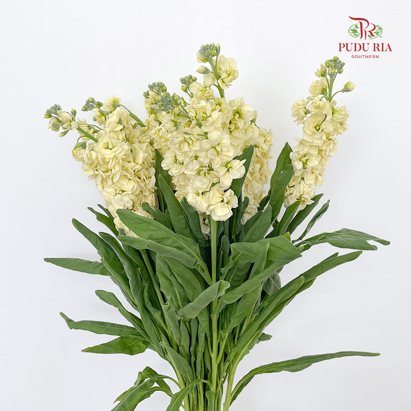 Matthiola Yellow - (Per Bundle)