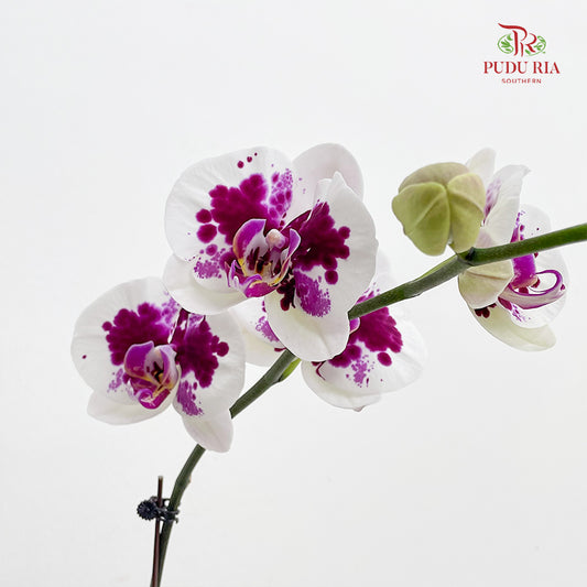Phalaenopsis Orchid White Spot Purple Single
