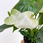 Anthurium Small - White