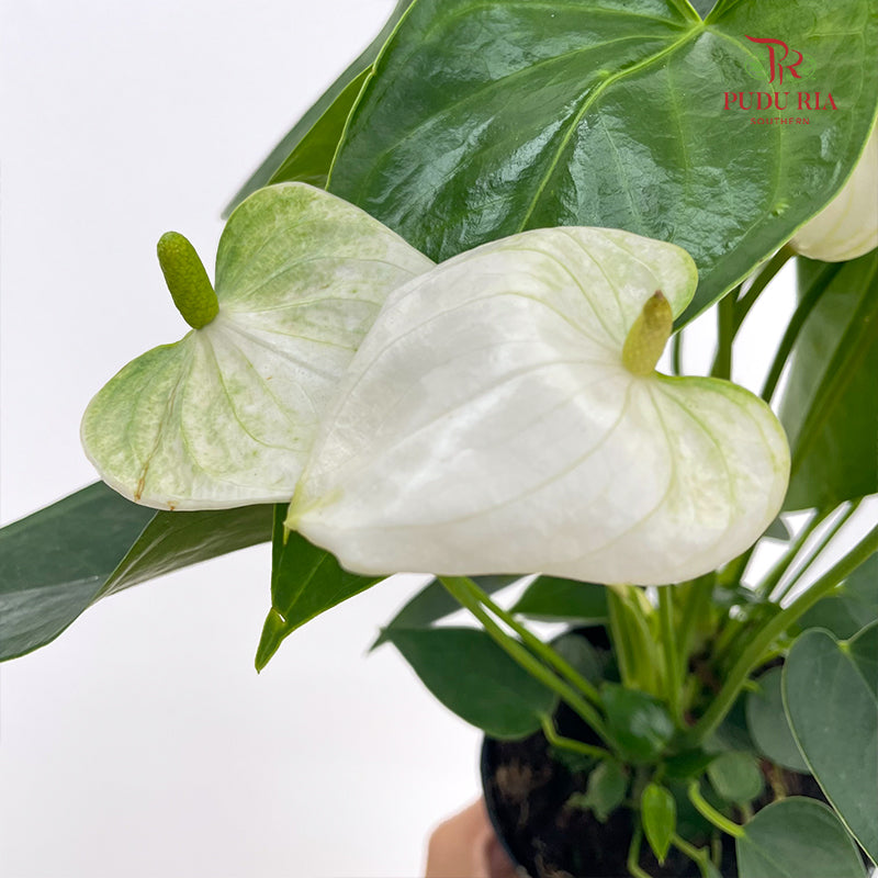 Anthurium Small - White