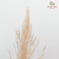 Preservative Plume Reed Light Brown - Pudu Ria Florist Southern
