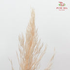 Preservative Plume Reed Light Brown - Pudu Ria Florist Southern