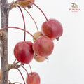 Malus Red - (Per Bundle)