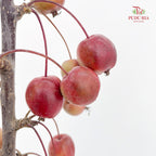 Malus Red - (Per Bundle)