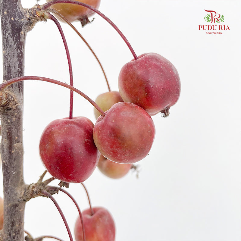 Malus Red - (Per Bundle)