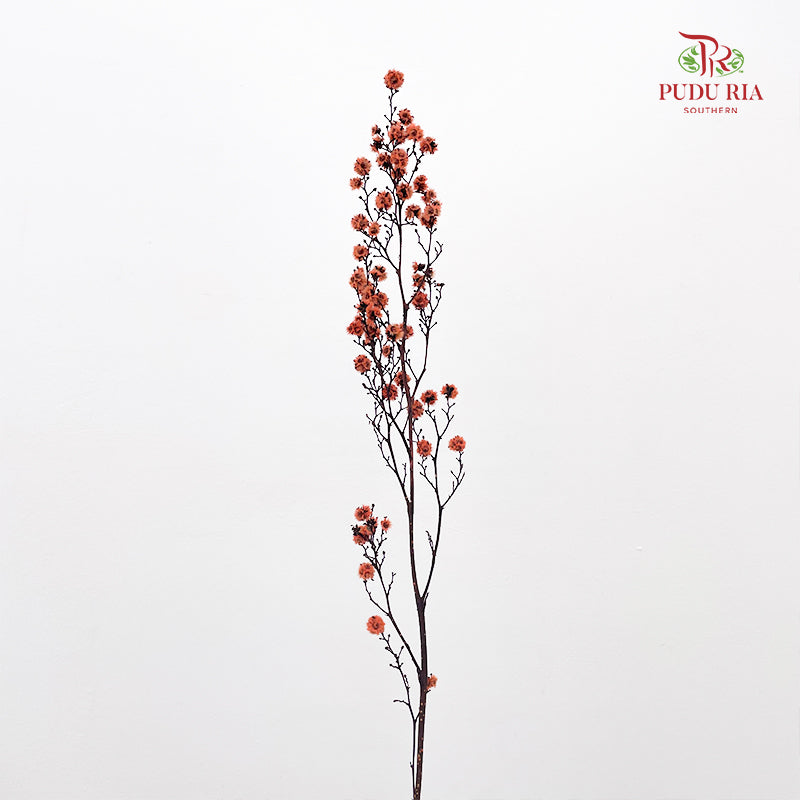 Dry Stirlingia - Light Orange