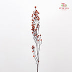 Dry Stirlingia - Light Orange