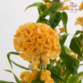 Celosia Yellow 鸡冠花 - (5 Stems)