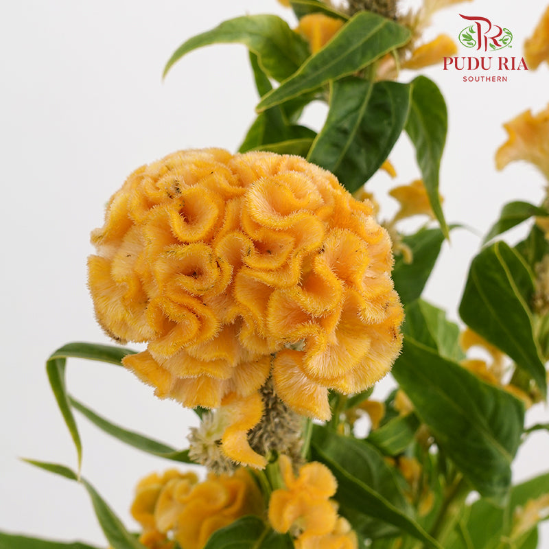 Celosia Yellow 鸡冠花 - (5 Stems)