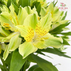 Alstroemeria Lime Light 六出花 - (9-10 Stems)