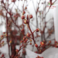 Deng Tai - Pudu Ria Florist Southern