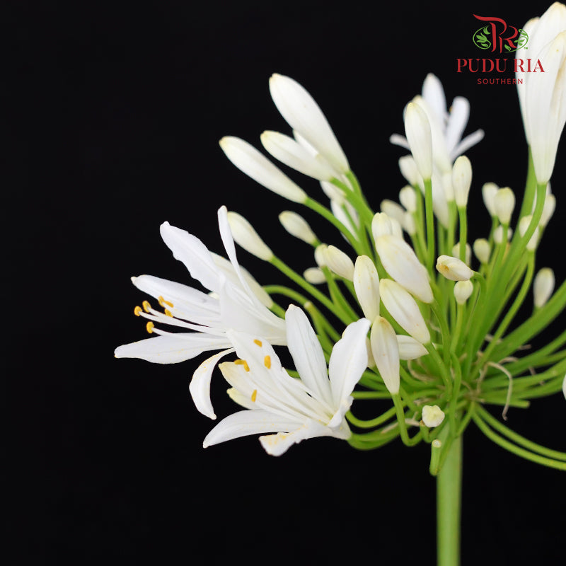Agapanthus White 百子莲属 - (5 Stems)