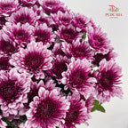 Chrysanthemum Pompom Two Tone Purple 6 巴卡粉小菊 - (10-12 Stems)