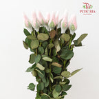 Rose Diana - (8-10 Stems)