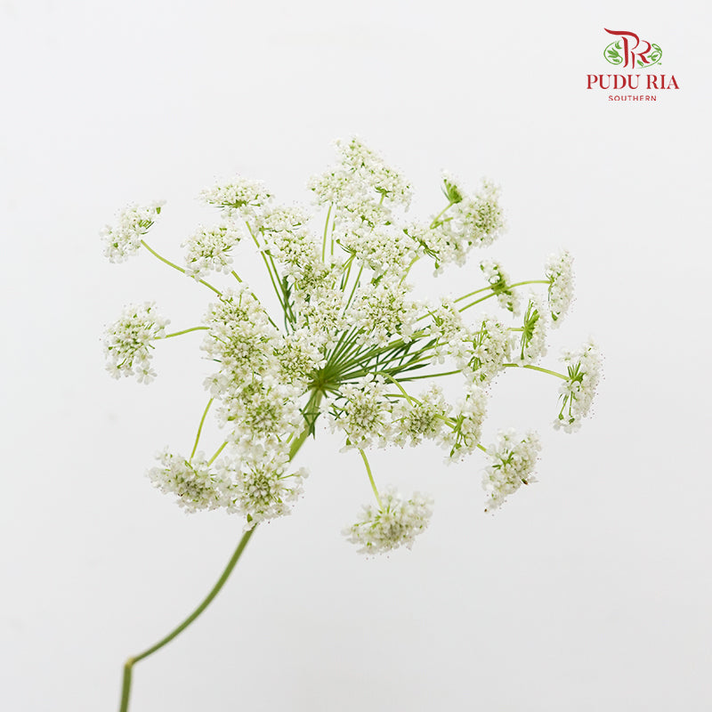 Ammi Majus White 大阿米芹 - (5 Stems)