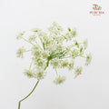 Ammi Majus White 大阿米芹 - (5 Stems)