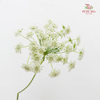 Ammi Majus White 大阿米芹 - (5 Stems)