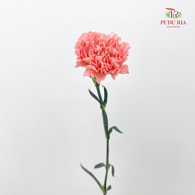 Carnation Coral Pink 康乃馨 - (18-20 Stems)