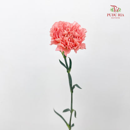 Carnation Coral Pink 康乃馨 - (18-20 Stems)