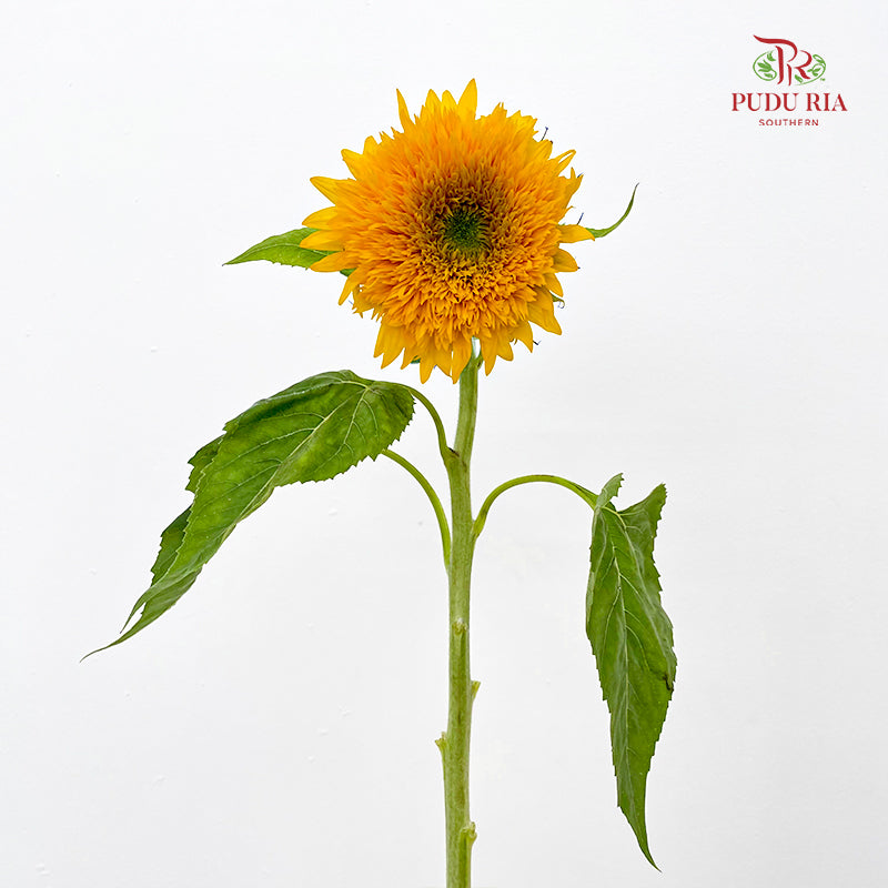 Sunflowers Teddy Bear 向日葵 - (5 Stems)