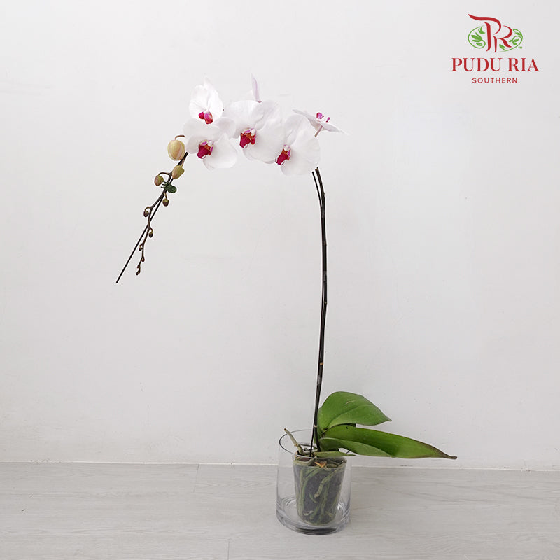 Phalaenopsis Orchid White Purple Big Single Stem