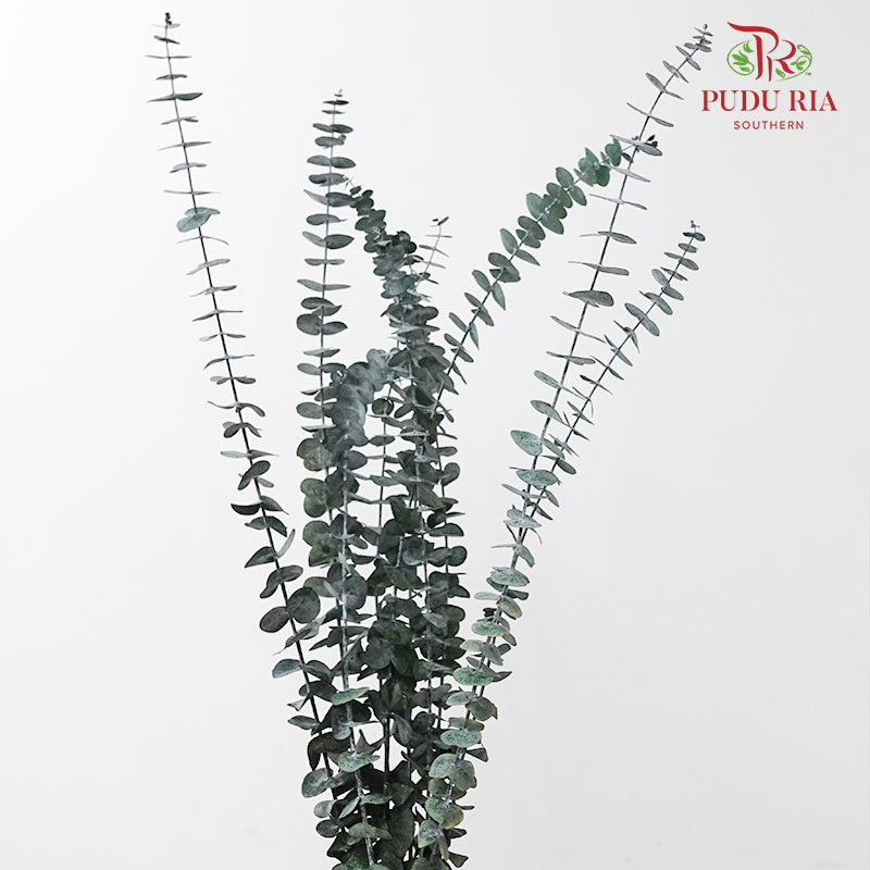 Preservative Eucalyptus Baby Blue - Green