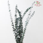 Preservative Eucalyptus Baby Blue - Green