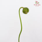 Corn Poppy Orange 虞美人 - (Per Bundle)