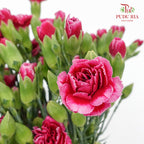 Carnation Spray Violet (18-20 Stems) - Pudu Ria Florist Southern