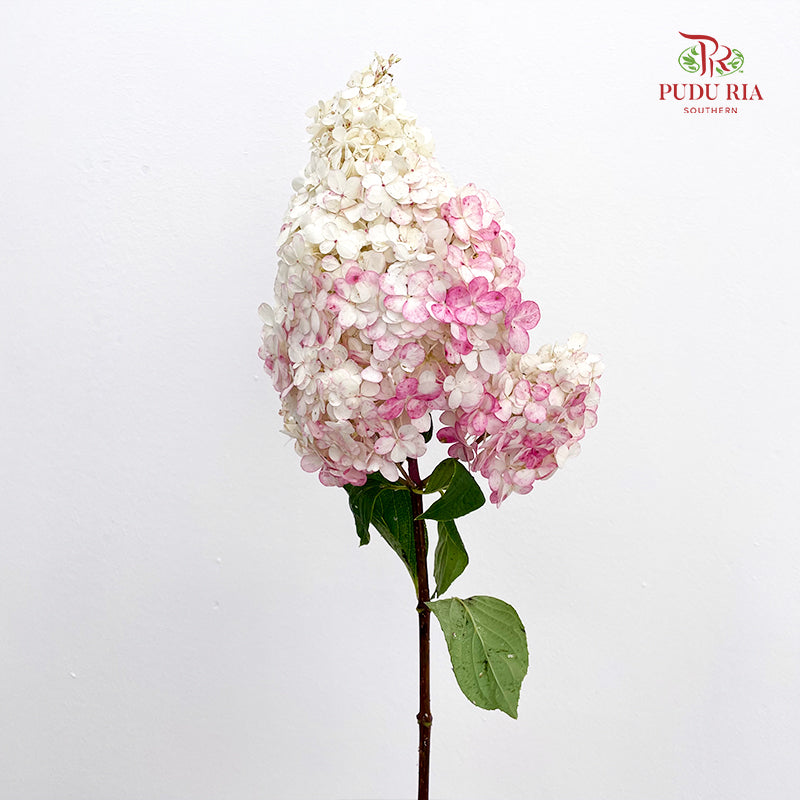 Hydrangea Dyed Pink 绣球花 - (Per Stem)