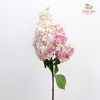 Hydrangea Dyed Pink 绣球花 - (Per Stem)