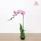 Phalaenopsis Orchid Pink Big Single Stem #2