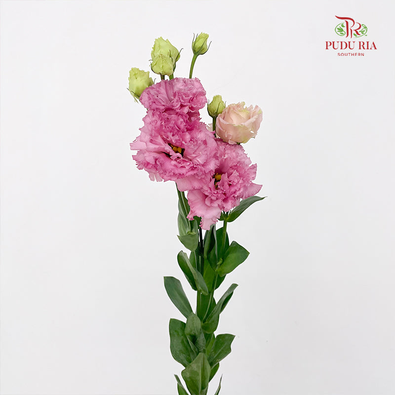 Eustoma Wave Pink - (12-15 Stems)