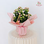 Hari Raya Arrangement - Kalanchoe