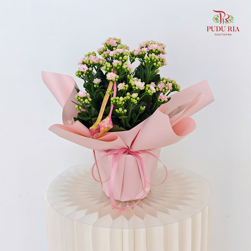 Hari Raya Arrangement - Kalanchoe