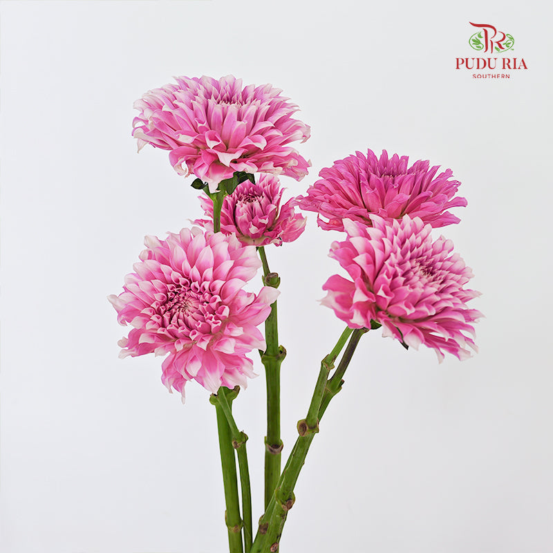 Dahlia Pink - (Per Bundle)