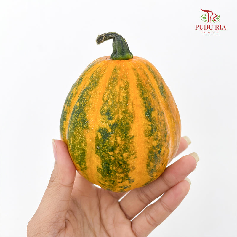 Pumpkin 观赏南瓜 - (Per Piece)