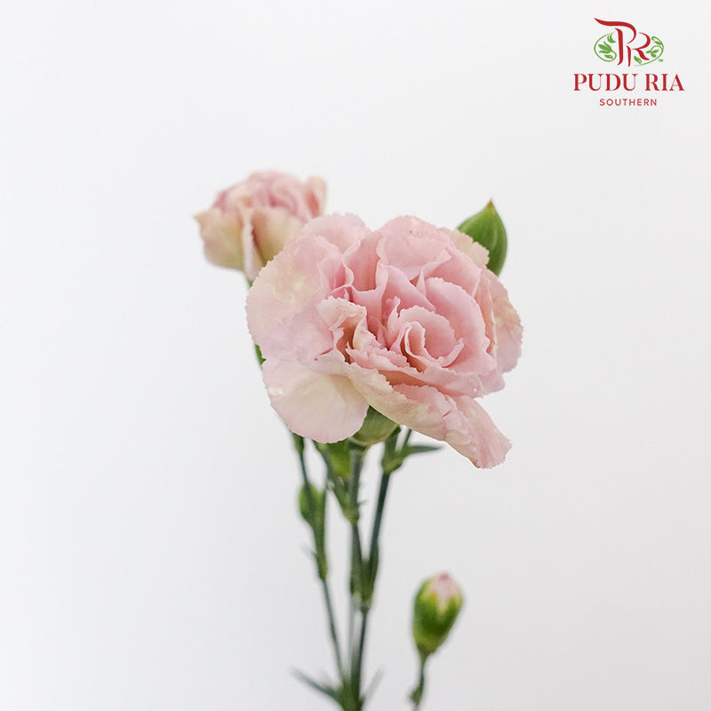 Carnation Spray Vintage Purple (18-20 Stems) - Pudu Ria Florist Southern