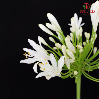 Agapanthus White 百子莲属 - (10 Stems)