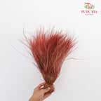 Dry Stipa Grass Red - Pudu Ria Florist Southern