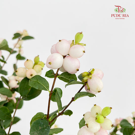 Snowberry Light Pink - (Per Bundle)