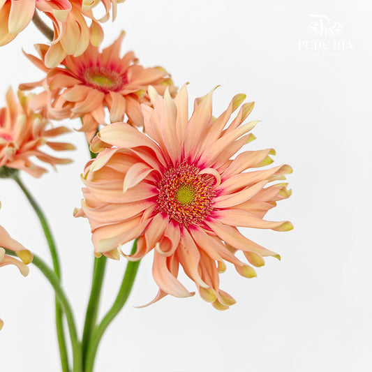 Gerbera Pasta Rosata - (5 Stems)