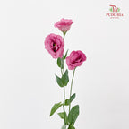 Eustoma Pink 洋桔梗 - (12-15 Stems)