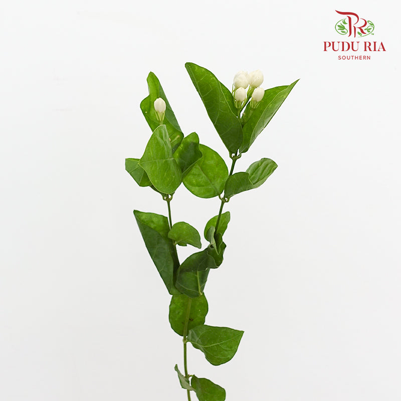 Jasmine Flower 茉莉花 - (Per Bundle)