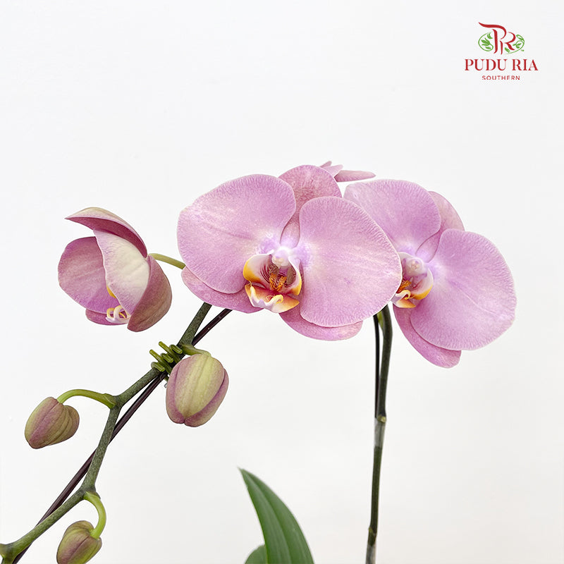 Phalaenopsis Orchid Pink Big Single Stem #2