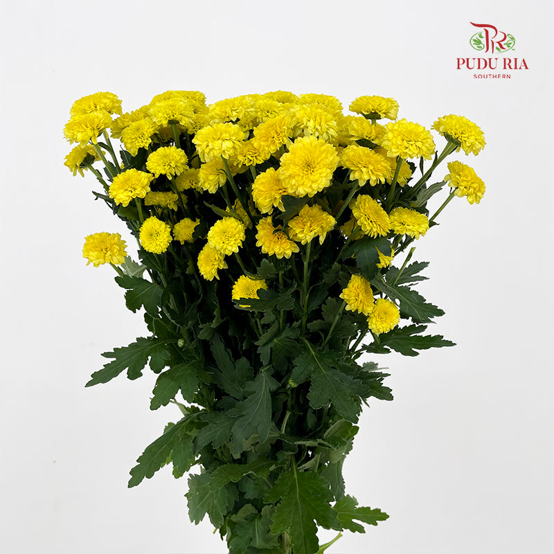 Chrysanthemum Calimero Pompom Miller Sunny - (10-12 Stems)