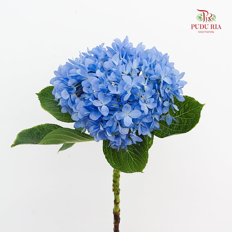 Hydrangea Blue - (Per Stem)