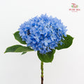 Hydrangea Blue - (Per Stem)